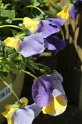 26th Mar 2014 - Chilly pansies