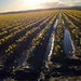 Daffodils by kaldara