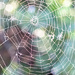 Cobweb by hondo
