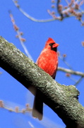 26th Mar 2014 - Cardinal Perch