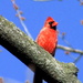 Cardinal Perch by randy23