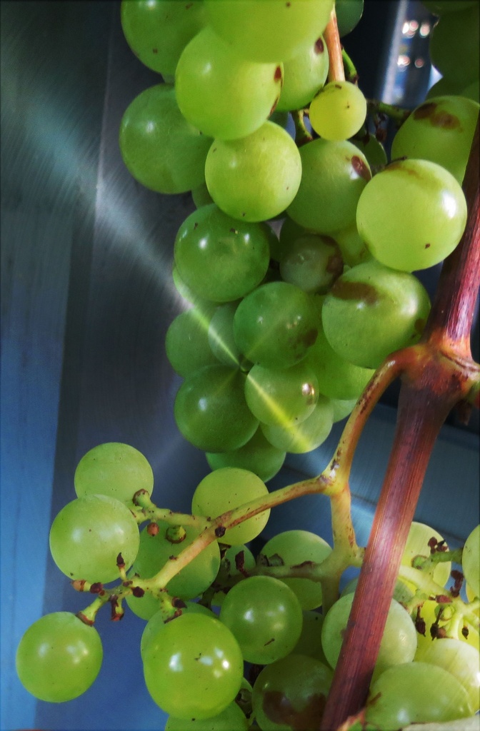 Green Grapes by kiwiflora