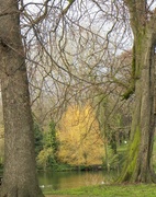 26th Mar 2014 - Trees I  Vernon Park