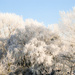Hoar Frost by shepherdmanswife
