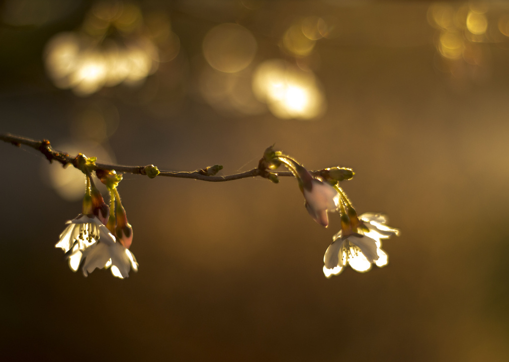 Blossom and Bokeh....... by shepherdmanswife