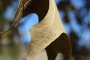 27th Mar 2014 - Hanging leaf