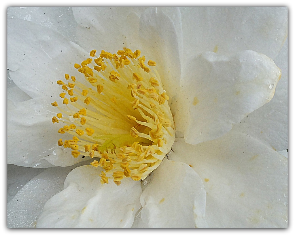 camellia in the rain by quietpurplehaze