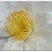 camellia in the rain by quietpurplehaze