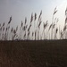 Reeds by karendalling