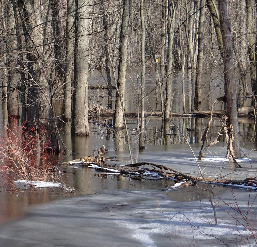 Icy water near the flooded trees by annepann