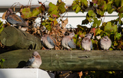 27th Mar 2014 - Doves waiting