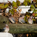 Doves waiting by salza