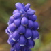 Grape hyacinth by busylady