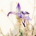 Iris by vignouse