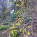 Forsythia and Daffodils by susiemc