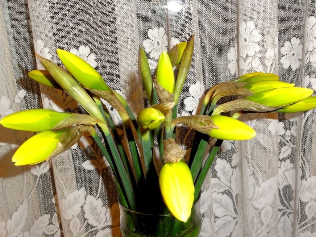 Just a vase of daffs ! by beryl