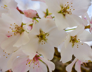 27th Mar 2014 - Final Week: Cherry Blossom Tree
