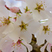 Final Week: Cherry Blossom Tree by darylo