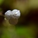 Bridal Veil flower 2 by dianeburns