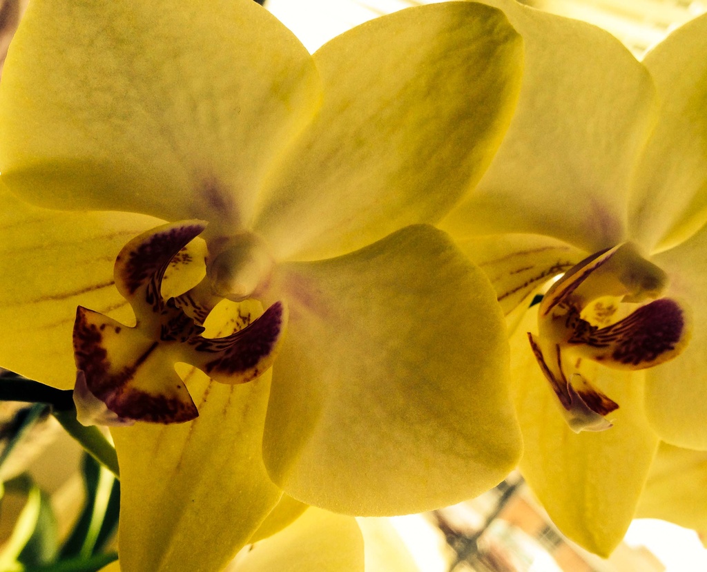 Sunny Orchids by loweygrace