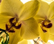 27th Mar 2014 - Sunny Orchids