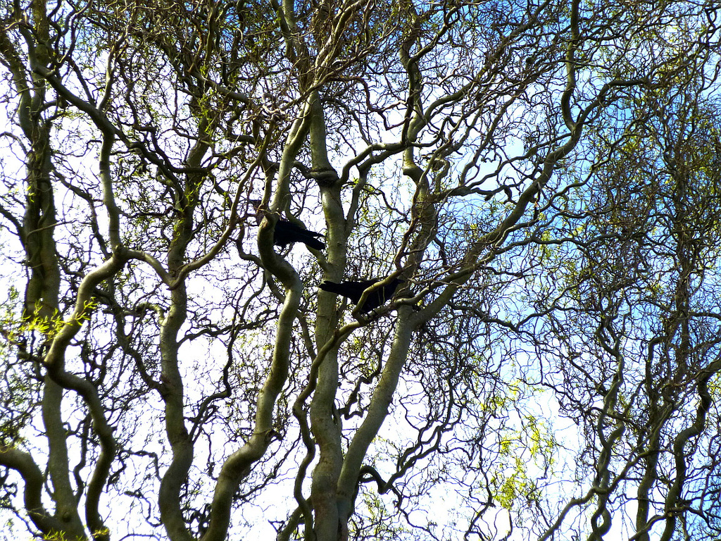 Crows In The Twisted Tree by stephomy