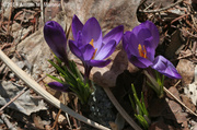 27th Mar 2014 - Native Spring