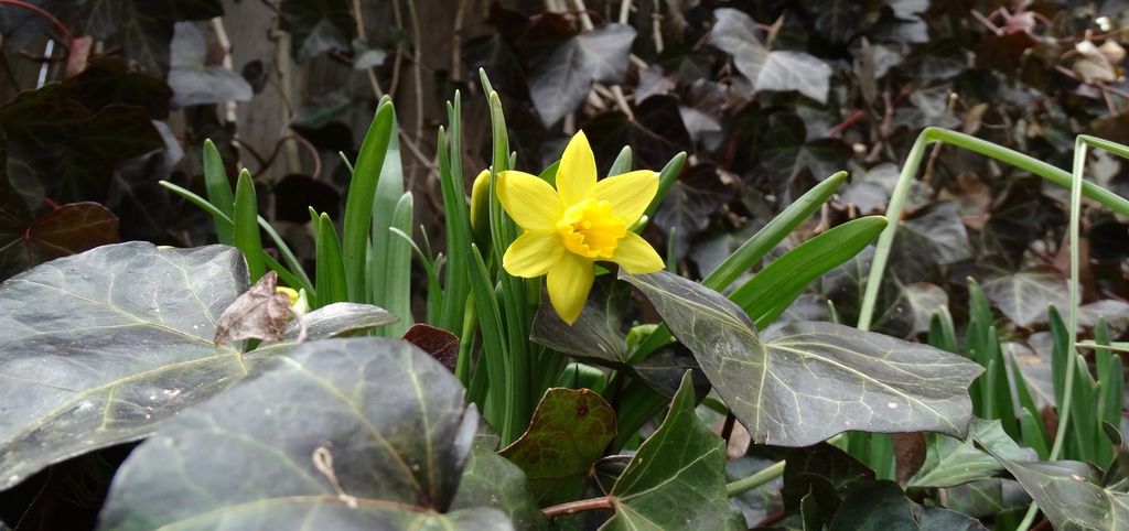 The Irrepressible Daffodil  by khawbecker