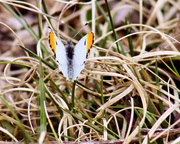 27th Mar 2014 - First butterfly of the season