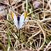 First butterfly of the season by cjwhite