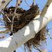 Nest in Aspen Tree by harbie