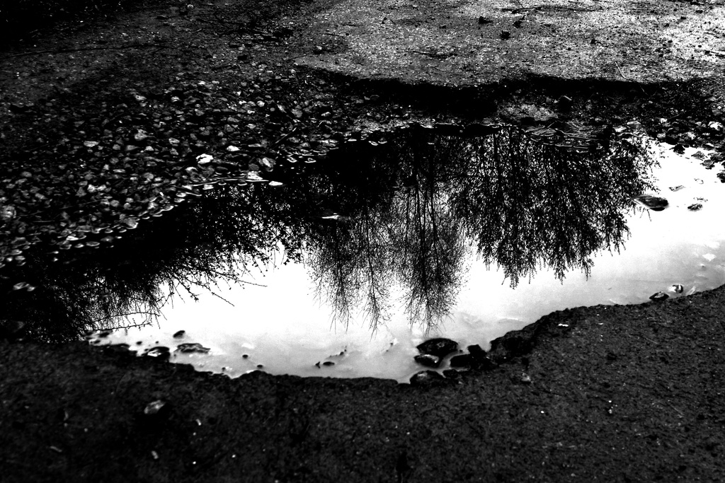 Puddle by newbank