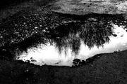 28th Mar 2014 - Puddle