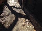27th Mar 2014 - Shadows on sidewalk, historic district, Charleston, SC