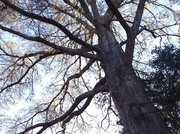 28th Mar 2014 - Oak tree in early Spring