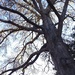 Oak tree in early Spring by congaree