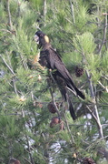 28th Mar 2014 - Black cockatoo feasting on pine cones