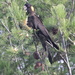 Black cockatoo feasting on pine cones by gilbertwood