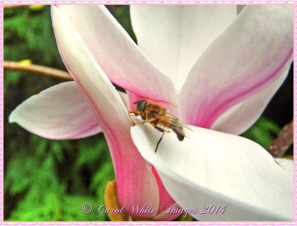 Magnolia And Hoverfly by carolmw