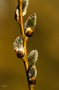 28th Mar 2014 - Pussy willow 