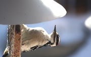 28th Mar 2014 - Curious woodpecker