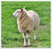 28th Mar 2014 - A very Sheepish Look.