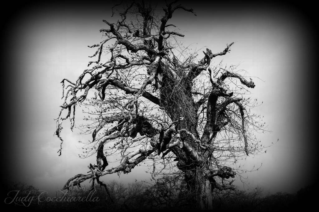 Old Gnarled Tree by judyc57