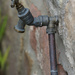 Garden Tap by pcoulson