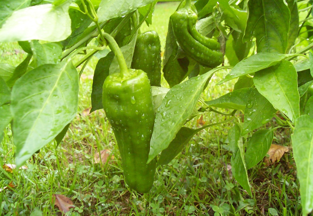 Green Peppers by julie