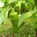 Green Peppers by julie