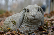28th Mar 2014 - Garden Bunny
