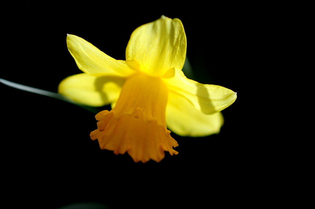 Daffodil by naomi