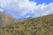 28th Mar 2014 - Tucson