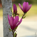 Tulip Tree Blooms by lynne5477